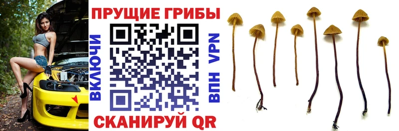 Купить где  Горняк  Псилоцибиновые грибы мицелий 